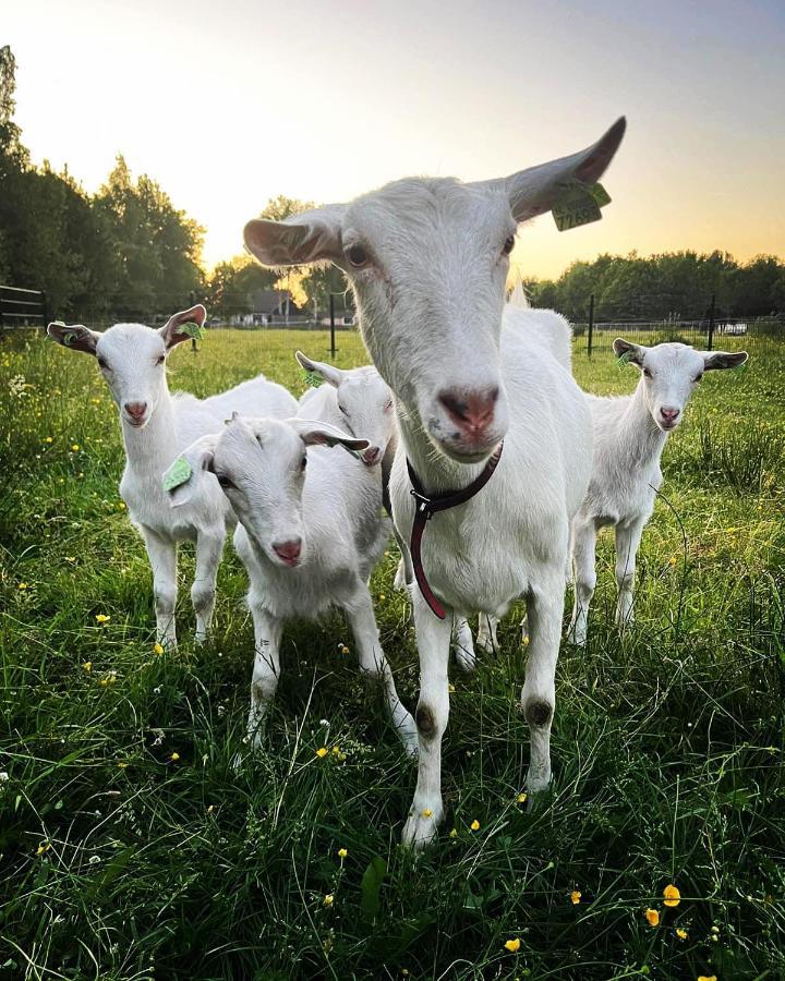 Pipowagens Bij Pannenkoekenrestaurant & Camping De Koppenjan 'Een Uniek Verblijf Met Kinderspeelboerderij' Jubbega-Schurega Экстерьер фото
