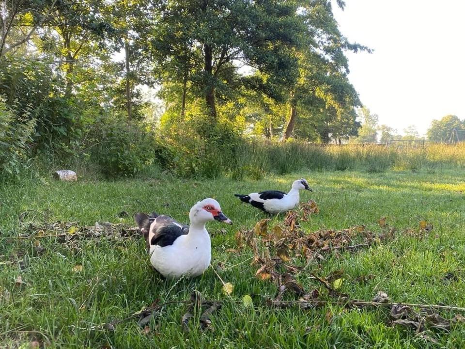 Pipowagens Bij Pannenkoekenrestaurant & Camping De Koppenjan 'Een Uniek Verblijf Met Kinderspeelboerderij' Jubbega-Schurega Экстерьер фото